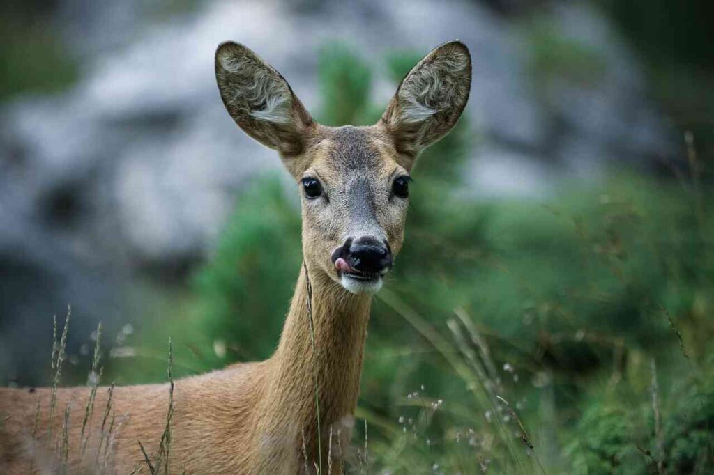 cute deer names