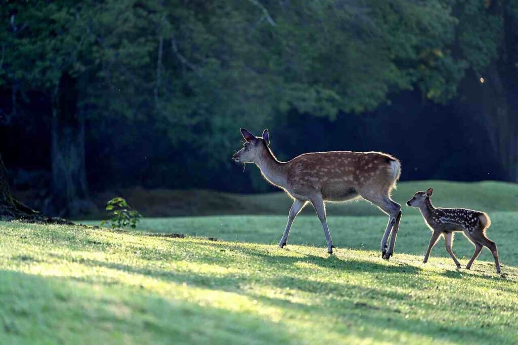 badass deer names