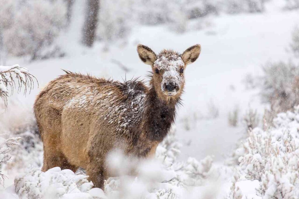 cool deer names