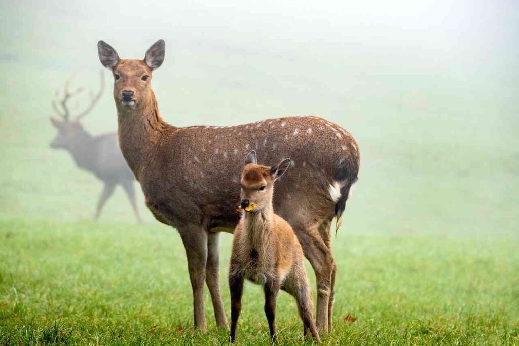 funny deer names