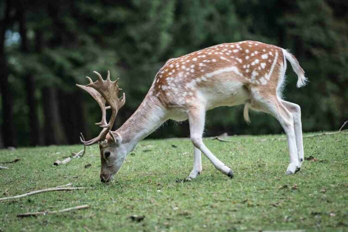 deer names