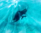 Florida tightens rules on capturing giant manta rays but stops short of full ban