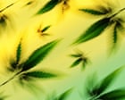 How US hemp ban could criminalize CBD products – and derail Medicare plan