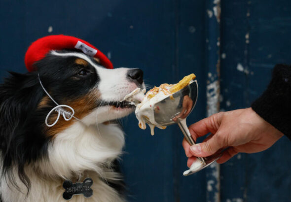 Bone appetit: Paris pups lap up treats at dog-centric spots