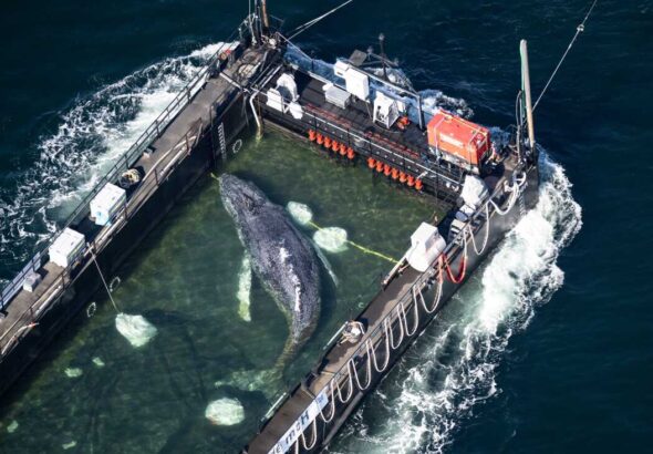 APTOPIX Germany Whale Rescue