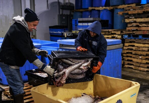 One solution for Maine’s struggling fishing industry? Give fillets away for free