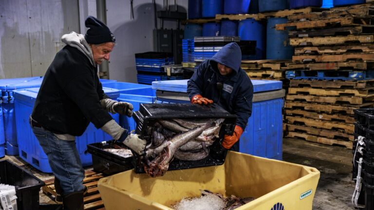 One solution for Maine’s struggling fishing industry? Give fillets away for free