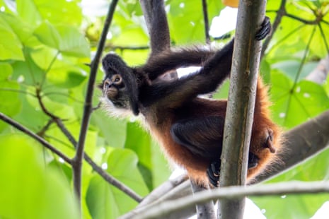 usgn-6715